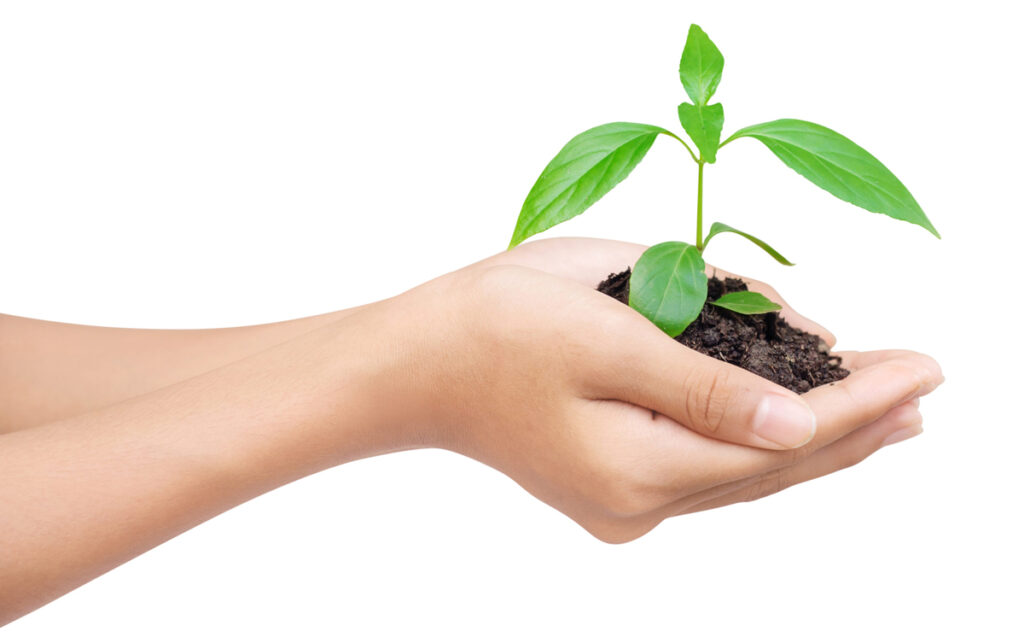 hand holding leaves and soil